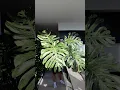 Monstera Thai Constellation 65 to This in 3 years