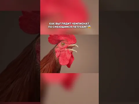 Настоящий чемпионат по смеющимся петухам😱 #орелирешка