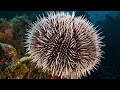 Facts The Sea Urchin