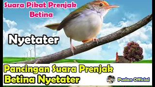 Download SUARA PIKAT PRENJAK BETINA NYETATER - PIKAT PRENJAK MP3
