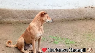 Champi Dog Won't Stop Barking! 😲 Even After the Stranger Dog Left 🐶