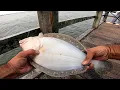 Fishing the CAPTREE Fishing Pier Catching a Bucket of Fluke Summer Flounder