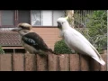 Lagu Cockatoo teasing Kookaburra