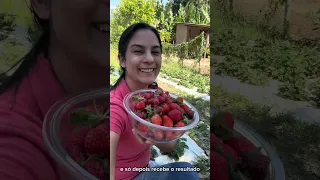 Já comeram morango do amor desse tamanho?
