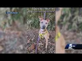 Dog gets adopted after spending last 219 days at OKC Animal Shelter
