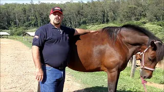 Considerações Básicas de Anatomia e Fisiologia do Equino