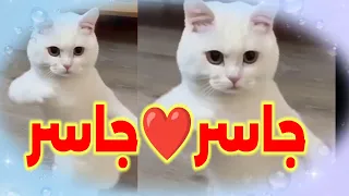  جاسر جاسر ابو دم خفيف    اغنية باسم جاسر   اغنيه جاسر  جاسر جاسر  البحرين السعودية العراق الجزائر  دندنها
