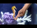 Download Lagu Perfect Seahorse Setup - *Hand Feeding*