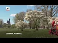 La primavera comienza a florecer en Alemania