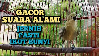 Download SUARA BURUNG SIRTU GACOR ALAMI TANPA ISIAN || Berkicau mencari lawan MP3
