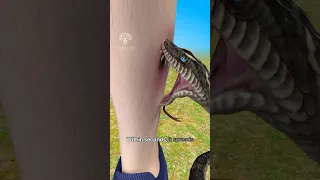 What Happens Inside Your Body When A Snake Bites You Snakebite Short Creativelearning3d  What Happens Inside Your Body When A Snake Bites You Snakebite Short Creativelearning3d