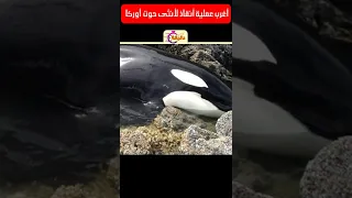 أغرب عملية إنقاذ لأنثى حوت أوركا 