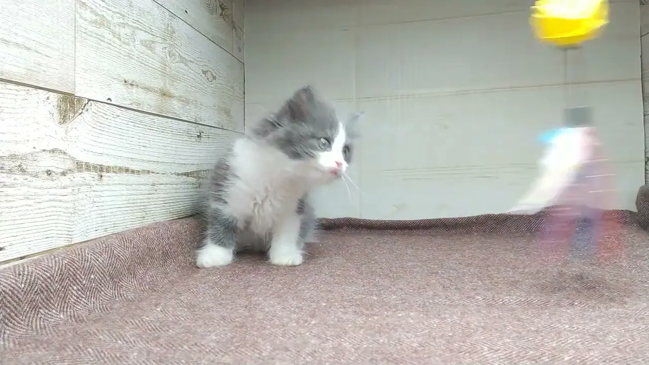 動画