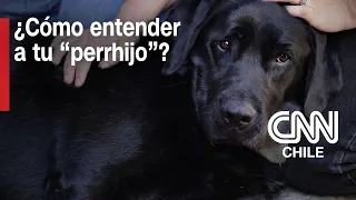 Entendiendo a tu “perrhijo”: Los factores que influyen en el bienestar animal