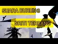 Suara burung sriti terbang