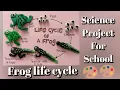 The Life Cycle of a Frog 3d life cycle of Frog