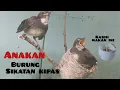 Download Lagu kasih makan/meloloh anakan burung sikatan kipas