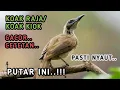Download Lagu PUTAR INI..!! SUARA PANCINGAN BURUNG KOAK RAJA/KOAKKIOK, PASTI NYAUT MP3