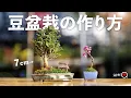 Lagu 挿し木から3か月でできる豆盆栽の作り方。ムラサキシキブ、ツクモニレケヤキ【盆栽Q】