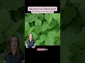 Poison Ivy Rash Do These Tips
