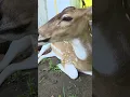 Lagu #kiliyekiliye #deer #animals #pet