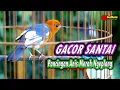 Download Lagu ANIS MERAH GACOR PANCINGAN ANIS MERAH AGAR BUNYI LANGSUNG RESPON  #anismerah