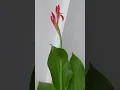 Download Lagu Canna lily flower