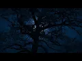 Fall Asleep to the Relaxing Sounds of Wind in the Trees For Sleep, Insomnia, Tinnitus