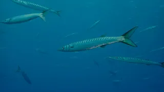 video_image
