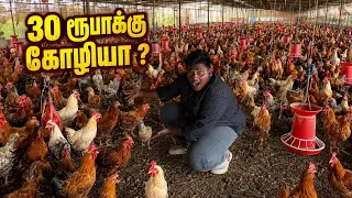 30 ரூபாய் கோழி பண்ணை|Tamilnadu Biggest poultry Farm|Village Food Safari|Suppu