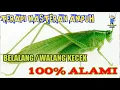 Download Lagu Masteran Walang Kerik | Walang Kecek | Walang Kerek Suara Jernih