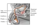 Lagu How Sperm Travels through Male Reproductive System Animation - Sperm Release Pathway -Function Video