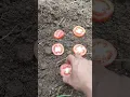 Download Lagu cara semai tomat anti gagal #info #tips #semai #tomat #kebun #sayur #buah