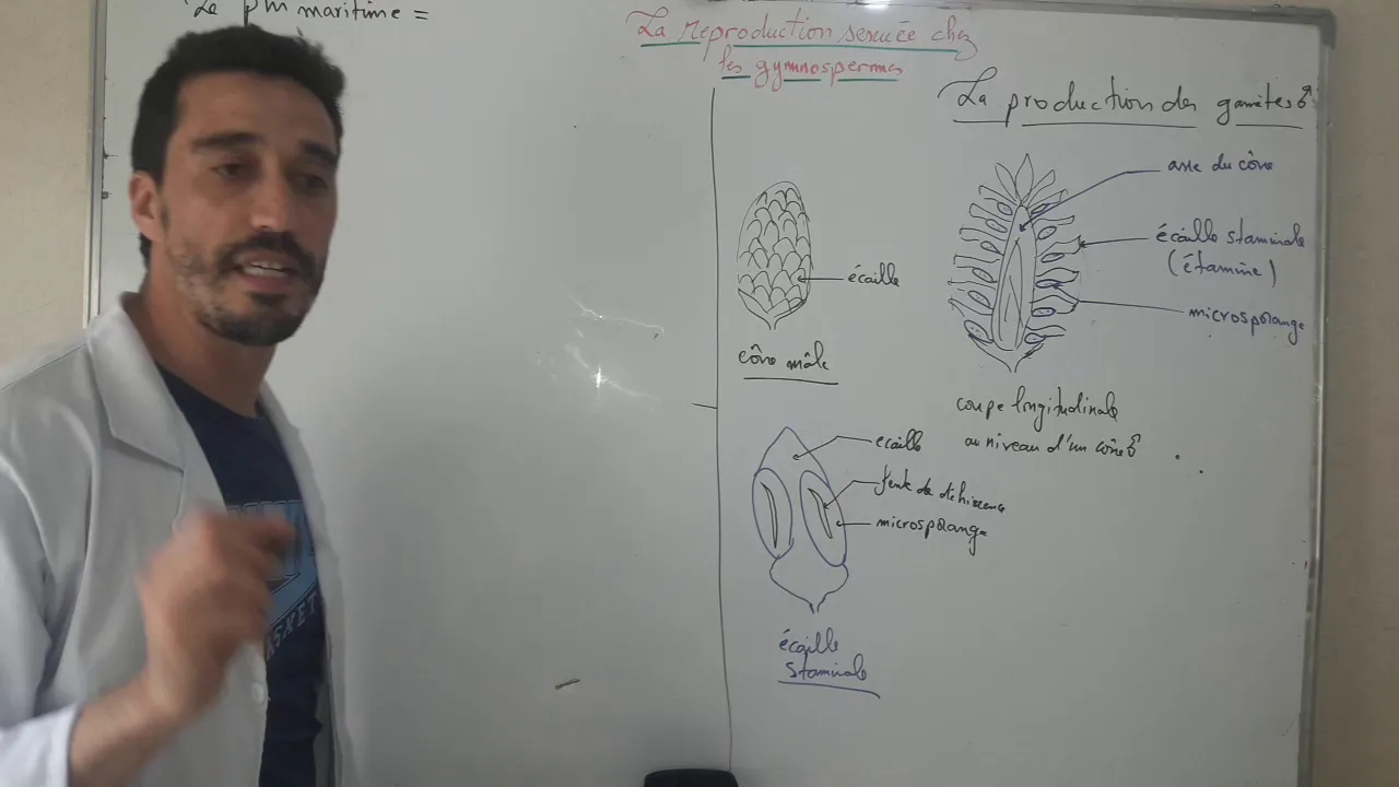 La reproduction sexuée chez les gymnospermes (TC Biof)