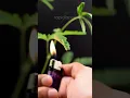 Download Lagu “Touch me not” Plant Reacts To FIRE, ICE, EARTH, AIR #shorts