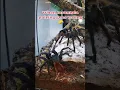 Download Lagu GBB Pairing Gone Wrong! #tarantula #mindyourfingers #spider #arachnids #tarantulabreeding #breeding