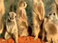 Download Lagu la jungle des animaux
