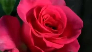 طلال مداح وردك يازارع الورد من اهداء الحبيب بن خليفه 