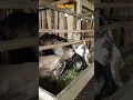 Download Lagu rumput yang sudah dicacah bisa langsung diberikan ke ternak dan juga bisa dibikin silase dahulu