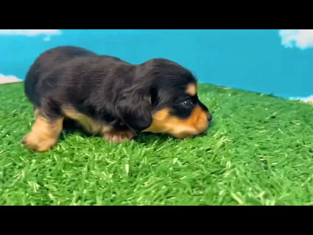 動画