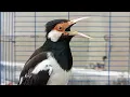 Download Lagu Suara Burung Jalak Suren Gacor Full Variasi - Pancingan Jalak Suren Agar Gacor Full Isian Mewah