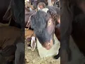 Download Lagu funny￼ bakra😂🔥 #shorts #funnyshorts #goatfarming