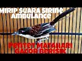 Download Lagu SUARA MIRIP SIRINE INI DIA BURUNG PENTET MATAHARI GACOR BERISIK LUAR BIASA