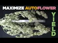 SMALL AUTOFLOWERS Main Reason Why How to Maximize Yields with Autos