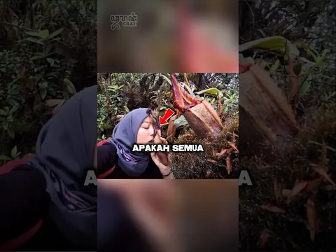 πΏ Survival Food: Apakah Semua Makanan dari Hutan Aman Dikonsumsi?