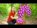 Download Lagu Harvesting 1000 Kg Purple Mango Goes To Market Sell,Build New Brick Stove | Diem - Free Bushcraft