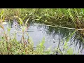 Download Lagu cara nangkap ikan sepat dgn jaring atas mantap bro
