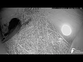 Download Lagu Svīre (Apus apus) Cēsu pils/mājas strazds (Sturnus vulgaris) / Skreja