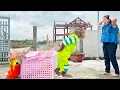 Download Lagu CUTIS \u0026 baby monkey especially excited baby stuff! Mom's unbelievable reaction