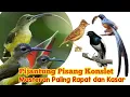 Download Lagu Pijantung Pisang Gacor Konslet || 100% Tembakan Rapat dan Kasar